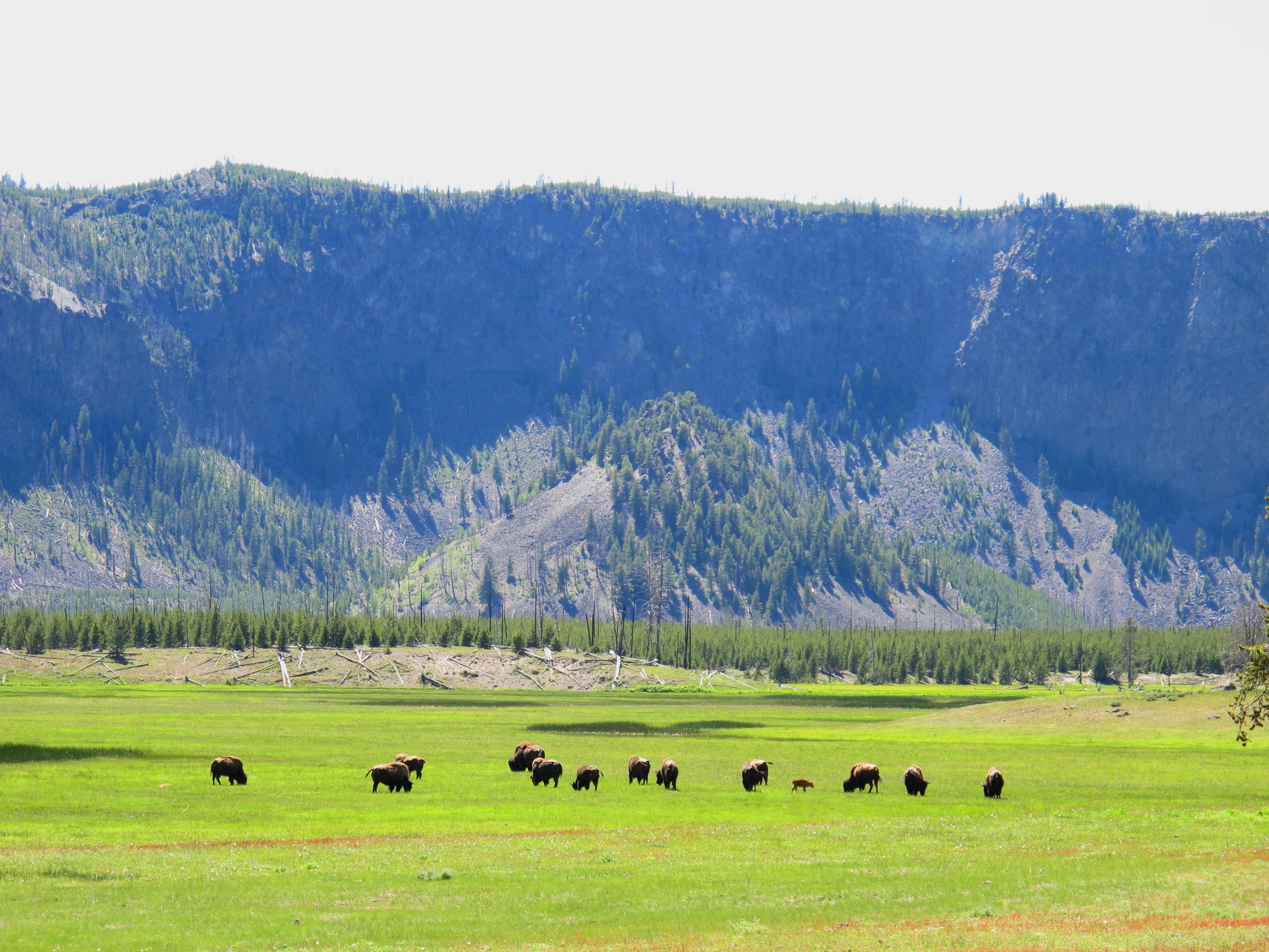 June Yellowstone NP « A year in our national parks